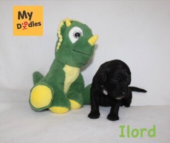 Labradoodle - 4