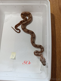 Predam Boa Constrictor - 4