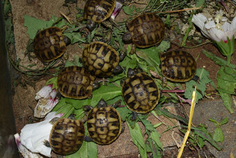 suchozemská korytnačka vlastný odchov 2025 - 4