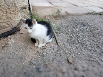 Darujem mačiatko - 4