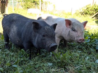 gottingenske mini prasiatka prasa prasce gotingen sviňa svin - 4