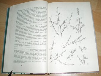 Rez a tvarovanie ovocných drevín - 4