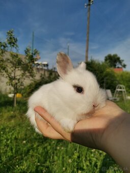 Zakrslý králik - 4