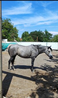 Športová pony kobylka - 4