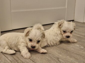 Predam šteniatka maltezaka - 4