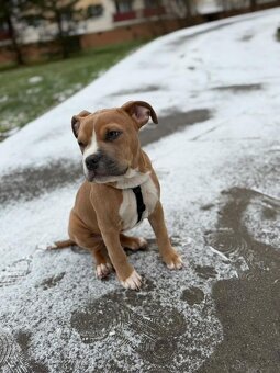 Americký Staford - 4