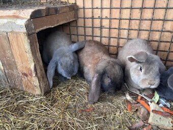 Francúzsky baran - 4