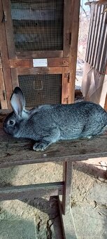 Činčila veľká - 4