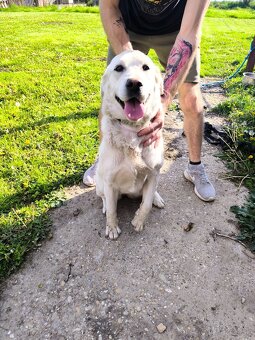 Darujem kríženca labradora - 4