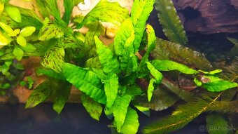 Rastliny do akvária, gupky, krevetky mix(Neocaridina) - 4