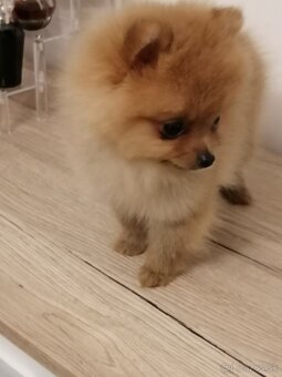 Nemecký špic trpasličí, pomeranian - 4