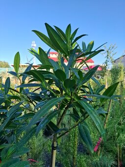 Stromy na kmienku - 4