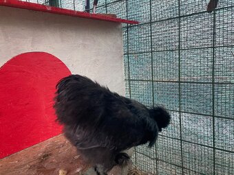 Kohút hodvabnicka - 4