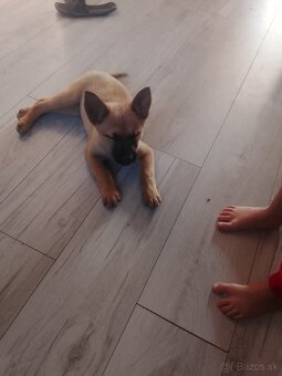 predávam Belgicki ovčak - 4