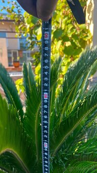 Predám palma Cycas revoluta - 4