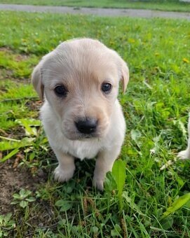 Labrador retriever - šteniatka bez PP - 4
