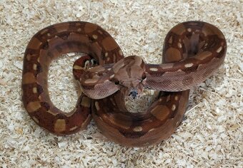 Boa imperator - Hypo Aztec Red Pastel het Sharp Albino - 4