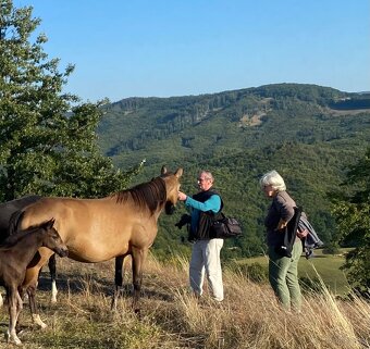 5 ročná kobyla QH - 4