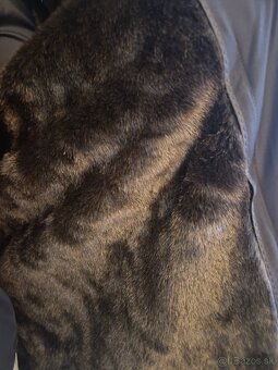 Pánský zimní kabát/plášť Bugatti TOP - (vel.56) XXL vyměním - 4