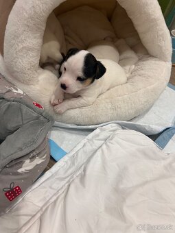 Jack Russel teriér - 4