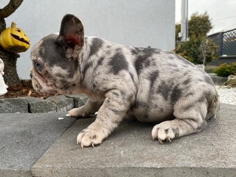 Francuzsky buldoček - 4