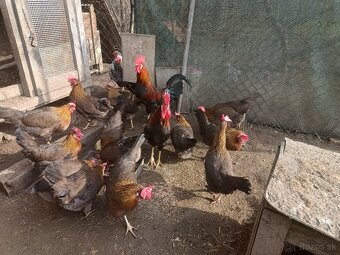 Násadove vajcia wyandotka SČL, leghorn, vlaska jarabicia - 4