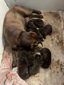 Šteniatka Labradora hnedého. - 4
