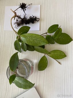 Hoja vosková - 4