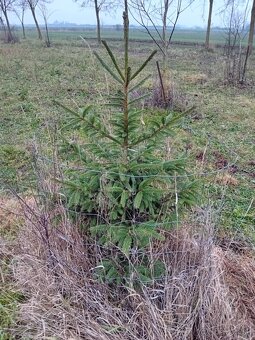 VIANOCNY ZIVY STROMCEK - 4