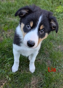 Border kolia tricolor - 4