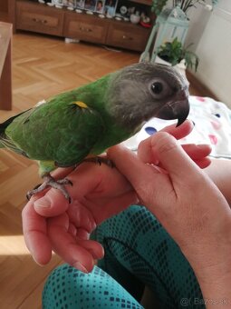 Papagáj senegalsky - 4