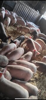 Predám prasatá aj prasiatka - 4