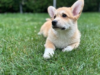 Welsh corgi pembroke s PP - 4