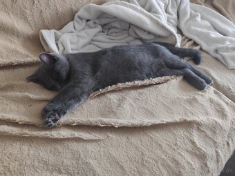 Britský kocúrik - 4