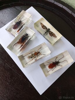 Super Vau  zbierka Hmyzu - 4