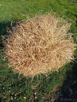 Predám okrasnú trávu - 4