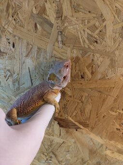 Agama bradatá red - 4