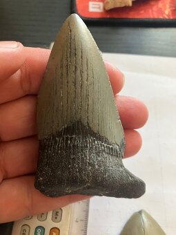 Fosília, skamenelina, Megalodon, zub, žralok - inzerát č.12 - 4