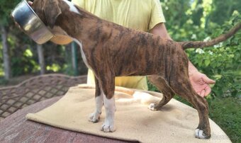 Nemecky boxer - 4