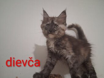 Mainska myvalia mačiatka - 4