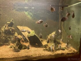 Kančík priečnopruhý a akvarium rezervované - 4