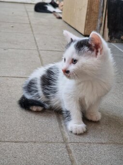 Darujem mačiatko, mačiatká :) - 4