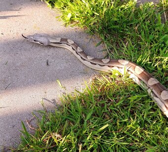Veľhad Kráľovský / Boa Constrictor - 4
