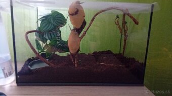 Africký slimák Lissachatina reticulata - 4