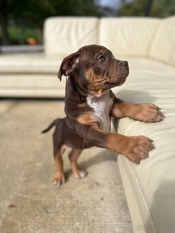 American Bully Xl - 4