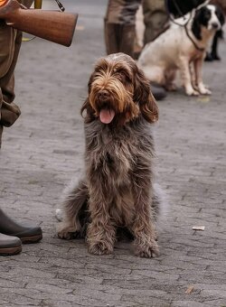 Taliansky spinone - 4