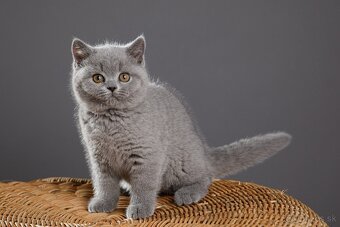 🐱 Hľadáme otrokov Teda... ehm... milujúcich majiteľov - 4
