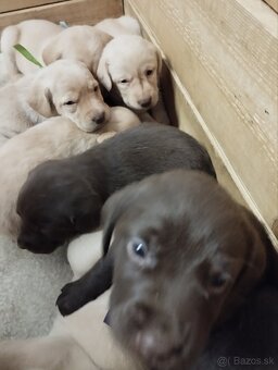 Šteniatka labradora - 4