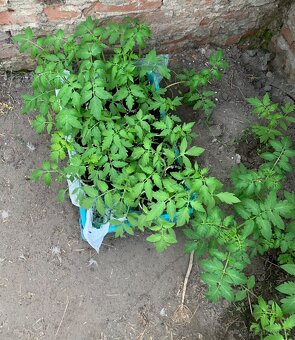 Planty rajcin a paprika - 4