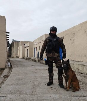 Belgický ovčiak Malinois s PP - 4